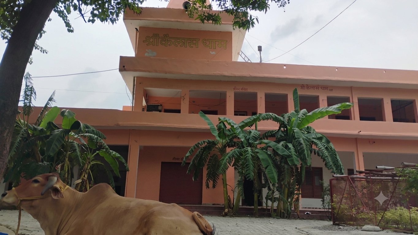 A cow resting in the Ashram courtyard — आश्रम प्रांगण में विश्राम करती गौमाता